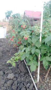 Продажа дачи Омск.&nbsp;СНТ 