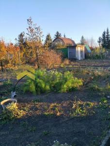 Продажа дачи Омск. г Омск, тер.СОСН Сибирский садовод-2