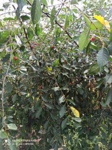 Продажа дачи Омск.&nbsp;Шинник-2