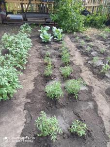 Продажа дачи Омск.&nbsp;Шинник-2