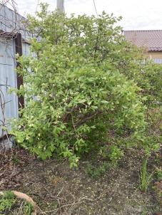 Продажа дачи СНТ Тепличный 1