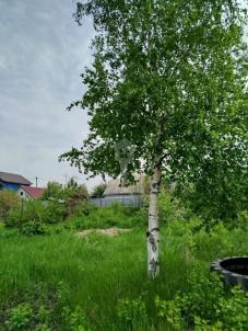 Продажа дачи Омск. Садоводческое некоммерческое товарищество Звёздочка, 842