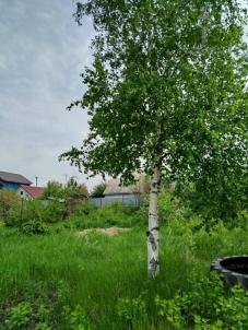 Продажа дачи Омск. Садоводческое некоммерческое товарищество Звёздочка, 842