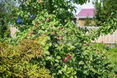 Продажа дачи Омск.&nbsp;г Омск, тер.СОСН Ромашка