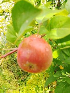 Продажа дачи Омск.&nbsp;дп СДТ Автодорожник (ЛАО)