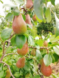 Продажа дачи Омск.&nbsp;дп СДТ Автодорожник (ЛАО)