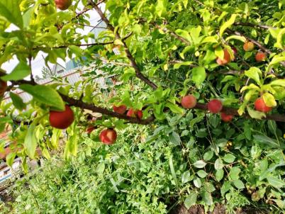 Продажа дачи Омск.&nbsp;дп СДТ Автодорожник (ЛАО)