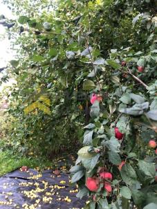 Продажа дачи Омск.&nbsp;аллея Степная, 6