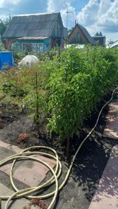 Продажа дачи Омск.&nbsp;СНТ Моторостроитель 