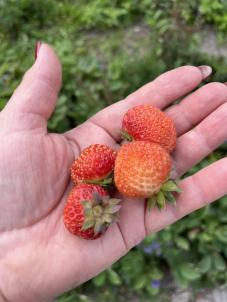 Продажа дачи Омск.&nbsp;СНТ МИР