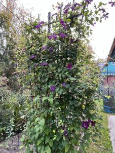 Продажа дачи Омск.&nbsp;СНТ МИР