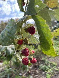 Продажа дачи Омск.&nbsp;СНТ МИР