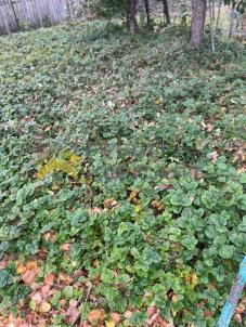 Продажа дачи Омск.&nbsp;г Омск, тер.СОСН Энергетик-1