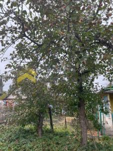 Продажа дачи Омск.&nbsp;г Омск, тер.СОСН Энергетик-1