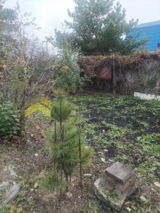 Продажа дачи Омск.&nbsp;г Омск, тер.СОСН Любитель