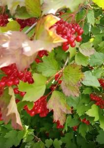 Продажа дачи Петрушенко