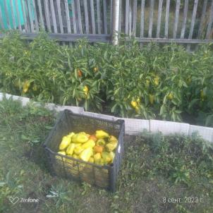 Продажа дачи Петрушенко