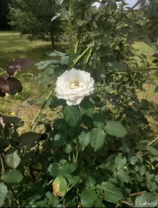 Продажа дома Омск.&nbsp;снт Горняк