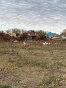 Продажа земли Омск.&nbsp;Линейная улица 10