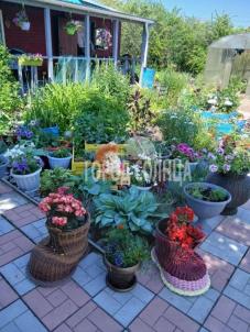 Продажа дачи Омск.&nbsp;СНТ дружба, 93