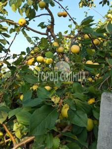 Продажа дачи Омск.&nbsp;СОСН Карат