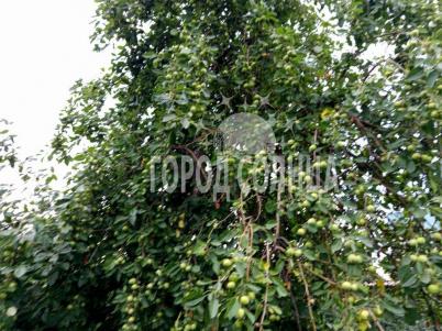 Продажа дачи Омск.&nbsp;СОСН Карат