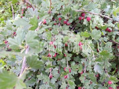 Продажа дачи Омск.&nbsp;СОСН Карат