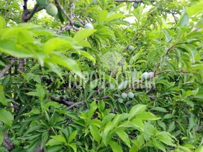 Продажа дачи Омск.&nbsp;СОСН Карат