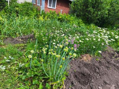 Продажа дачи Омск.&nbsp;1-я Заречная