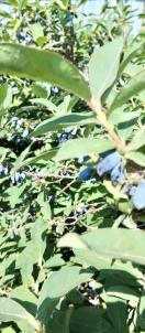 Продажа дома Таврическое 