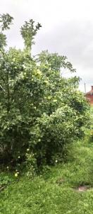 Продажа дома Таврическое 