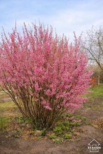 Продажа дачи Омск.&nbsp;территория СОСН Дружба 235