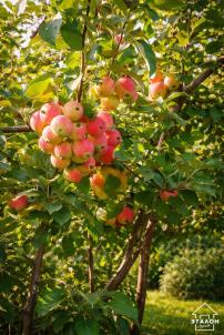 Продажа дачи Омск.&nbsp;территория СОСН Дружба 235