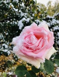 Продажа дачи Омск.&nbsp;СНТ Мир