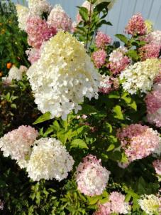 Продажа земли Омск.&nbsp;СНТ Мечта 92