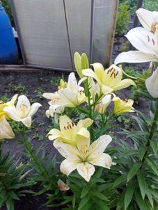 Продажа земли Омск.&nbsp;СНТ Мечта 92