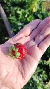 Продажа земли Омск.&nbsp;СНТ Мечта 92