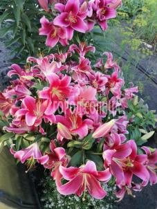 Продажа дачи Омск.&nbsp;