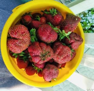 Продажа дачи Омск.&nbsp;СТ ШИННИК-3